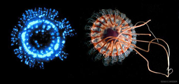 bioluminescent-atolla-jellyfish.jpg