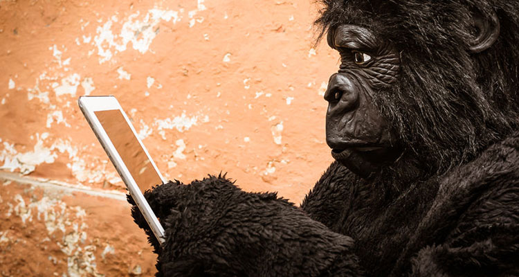 gorilla-smartphone-0816