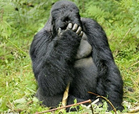 facepalm-gorilla-2