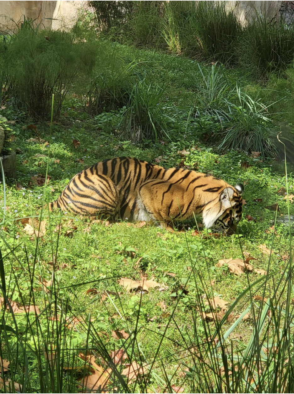 tiger-animal-kingdom