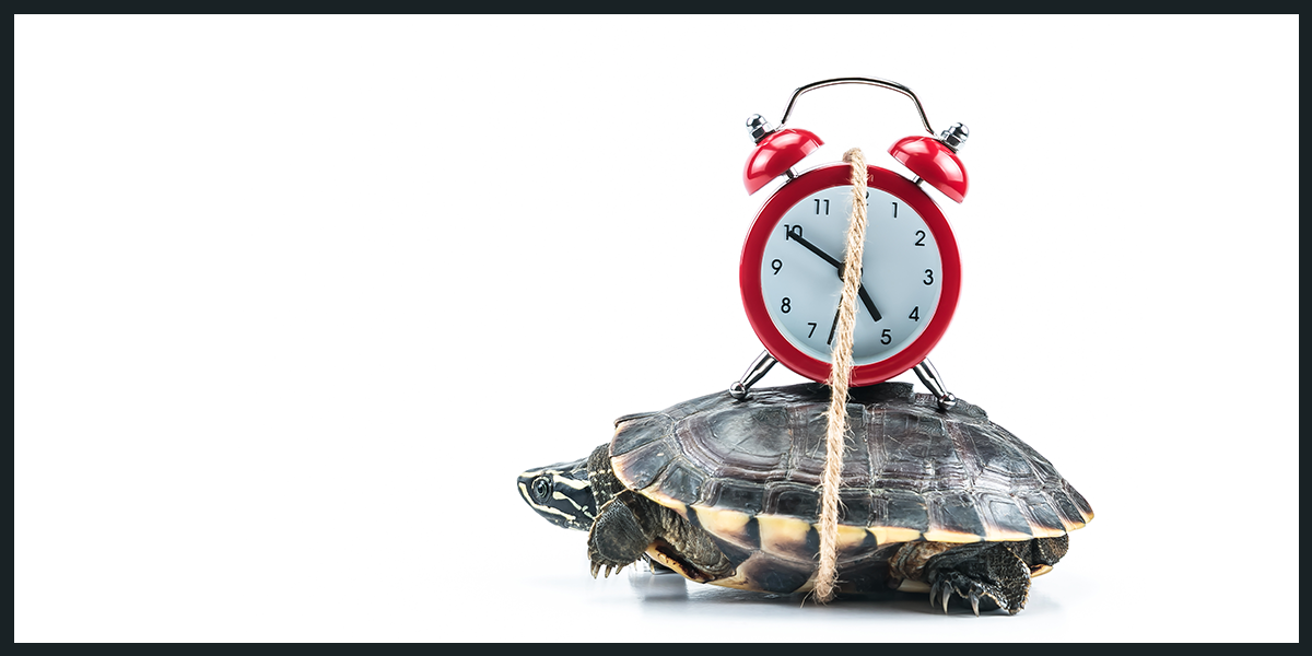 turtle moving slowly timer