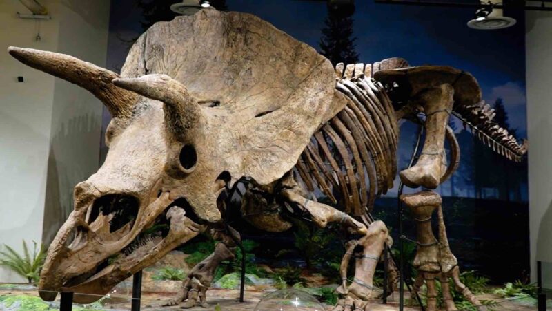 Red House Streaming Brings Triceratops Skeleton to Life on Youth News Network