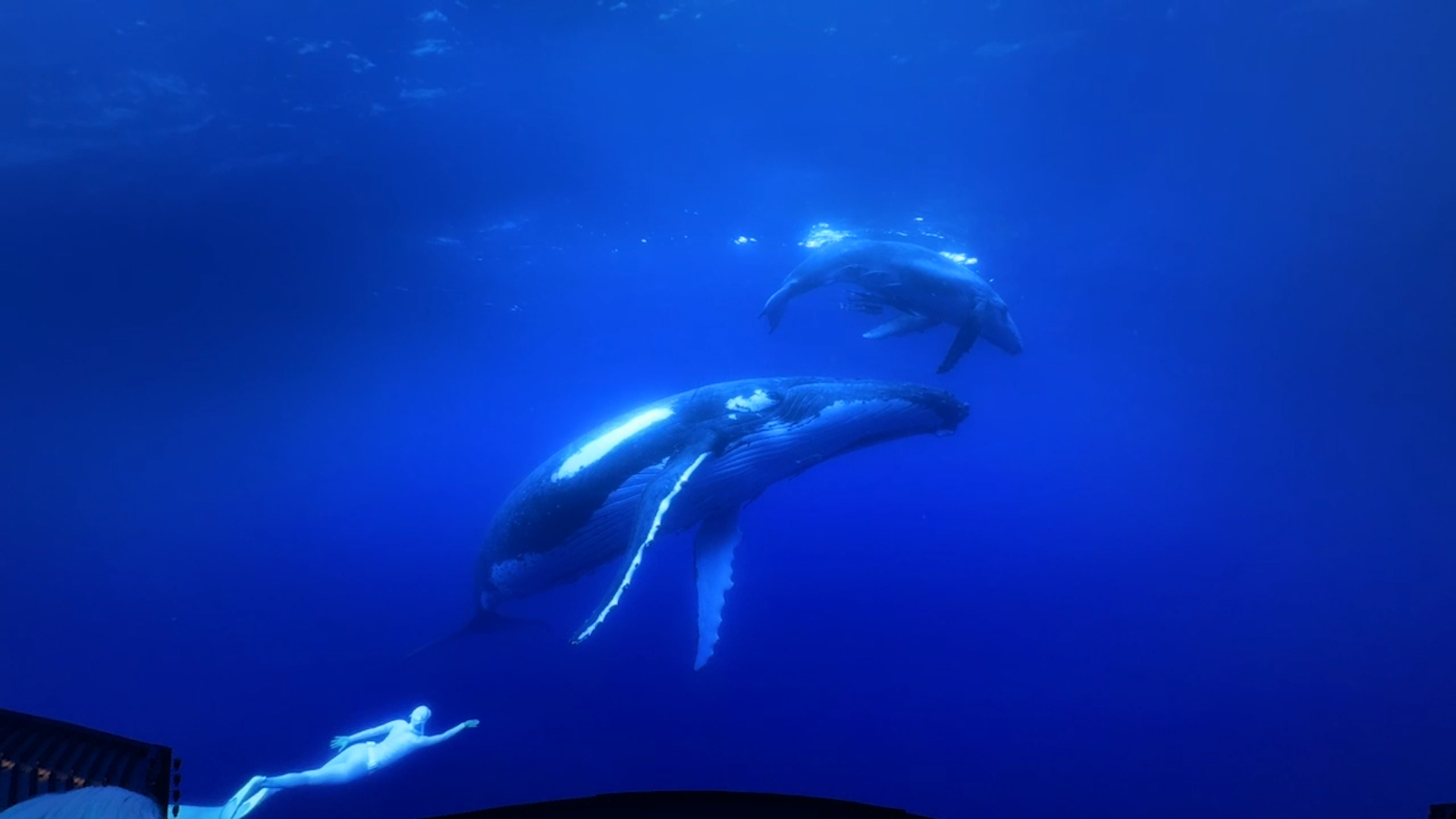 under the seas under the seas